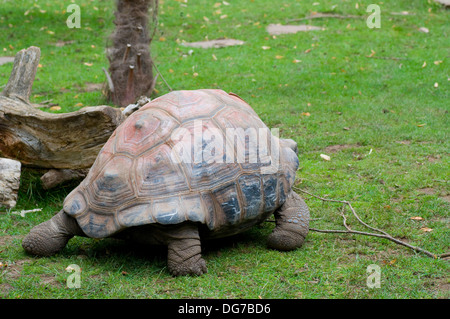 La tartaruga gigante Aldabrachelys gigantea Bristol Zoo 80 anno di età Foto Stock