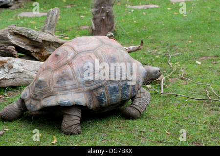 La tartaruga gigante Aldabrachelys gigantea Seychelles Africa. Mangia erbe, vegetazione e erbe aromatiche. Sia erbivori. Prateria tropicale, Foto Stock