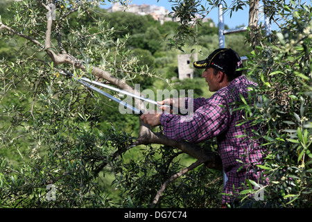 La potatura di alberi di olivo all'inizio dell'estate: un lavoratore utilizzando big taglierine per liberare un albero-top Foto Stock