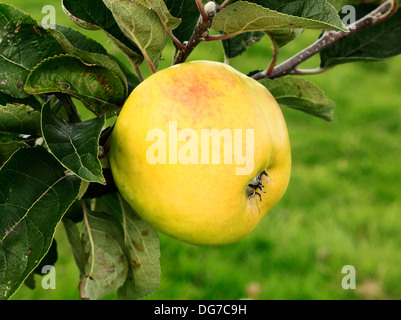Apple 'Hambling's Seedling ", varietà culinaria, malus domestica, mele varietà varietà crescente su albero Norfolk England Regno Unito Foto Stock