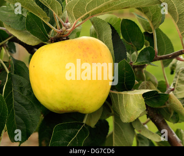 Apple 'Hambling's Seedling ", cucina Culinaria varietà, malus domestica mele varietà varietà crescente su albero Norfolk Inghilterra Foto Stock