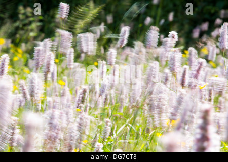 Acqua Bistort, Renoncules, trifoglio e altri fiori selvatici che crescono in una specie ricca di fieno tradizionale prato in Windermere. Foto Stock