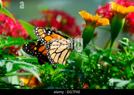 Una stupenda farfalla seduta in rosso e fiori di colore giallo. Foto Stock