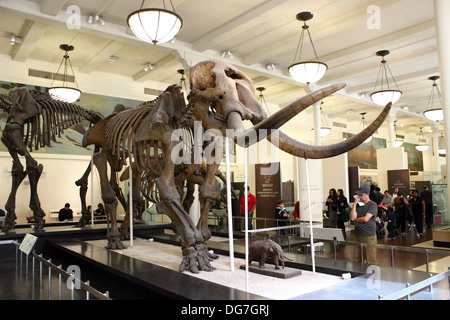 L'assemblato resti fossili di un mastodonte è visualizzato al Museo Americano di Storia Naturale di New York City. Foto Stock