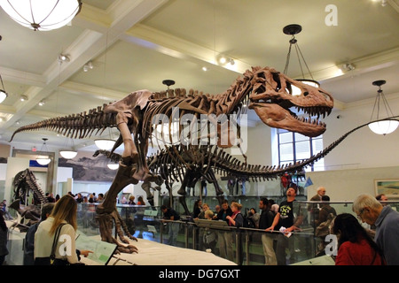 L'assemblato resti fossili di un Tirannosauro Rex è visualizzato al Museo Americano di Storia Naturale di New York City. Foto Stock