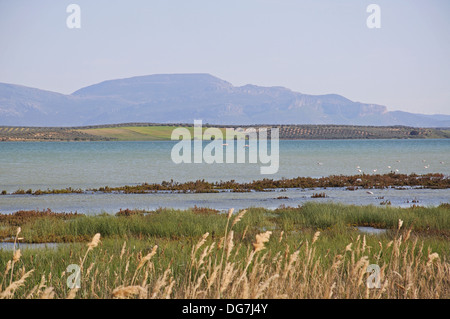 Fenicotteri rosa sulla laguna (Laguna de Fuente del Piedra), Fuente del Piedra, provincia di Malaga, Andalusia, Spagna. Foto Stock