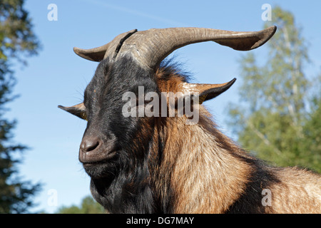 Ritratto di un caprone Foto Stock