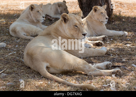 Una piccola famiglia di leoni bianco indigeni per il Sud Africa Foto Stock