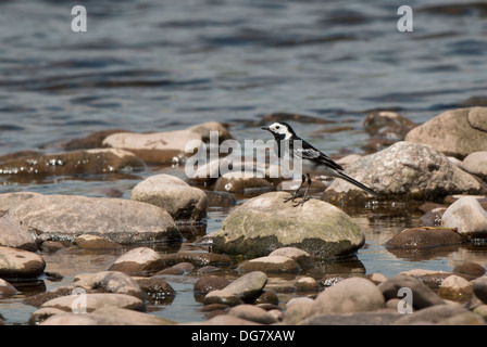 Adulto Pied Wagtail sui ciottoli dei fiumi a bordo. Foto Stock