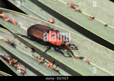 Adulto rosso curculione palm (Rhynchophorus ferrugineus) una specie di muso beetle noto anche come asiatici curculione di Palm Foto Stock