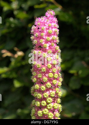Fiore rosa spike di American pokeweed (Phytolacca Americana), Rutland, Inghilterra, Regno Unito. Foto Stock