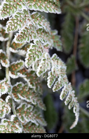 Close up fern frond coperto con trasformata per forte gradiente frost. Foto Stock