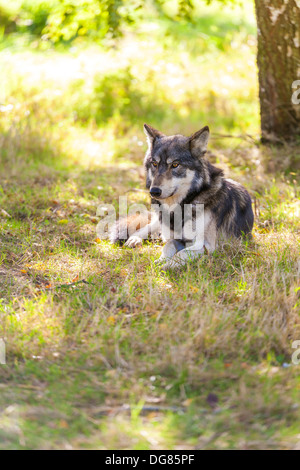 Nord americana Lupo grigio, Canis lupus, che stabilisce in un bosco foresta Foto Stock