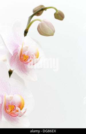 Phalaenopsis orchid (moth orchid) Foto Stock