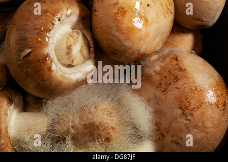 Baby bella funghi rovinare. Foto Stock