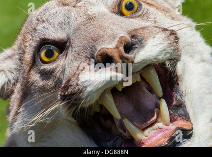 Cougar, North American Mountain Lion, Puma concolor Foto Stock