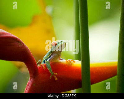 Il famoso red eyed raganella (Agalychnis Callidryas) Foto Stock