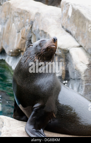 Sud Americana di pelliccia sigillo Arctocephalus australis sat gli occhi chiusi Foto Stock