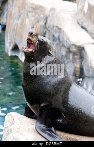 Sud Americana di pelliccia sigillo Arctocephalus australis sat ruggente orgogliosamente Foto Stock