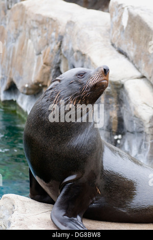 Sud Americana di pelliccia sigillo Arctocephalus australis sat osservando Foto Stock