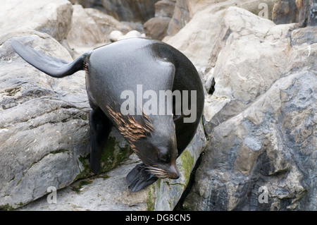 Sud Americana di pelliccia sigillo Arctocephalus australis tuffi in acqua Foto Stock