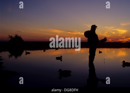 Cacciatore di anatre riprende il suo decoy nella palude al tramonto mentre la caccia di anatre vicino a Tivoli il Texas Foto Stock