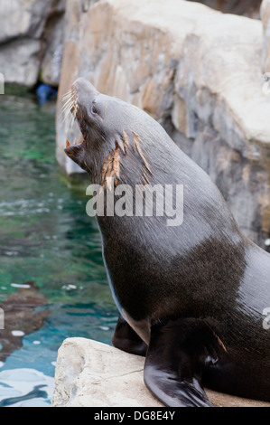 Sud Americana di pelliccia sigillo Arctocephalus australis sat ruggente orgogliosamente Foto Stock