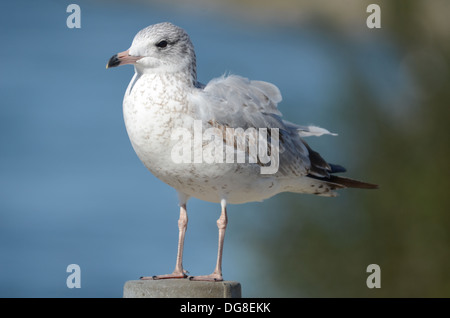 Anello giovanile fatturati sea gull in Niagara Falls Foto Stock