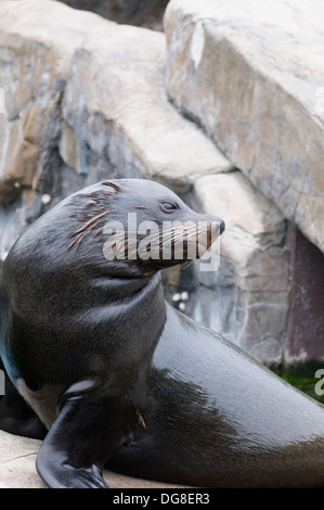 Sud Americana di pelliccia sigillo Arctocephalus australis sat osservando Foto Stock