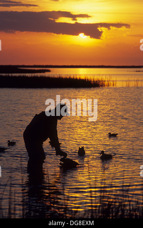 Un cacciatore di anatre riprende il suo decoy al tramonto sulla baia vicino a Seadrift nel Texas Foto Stock