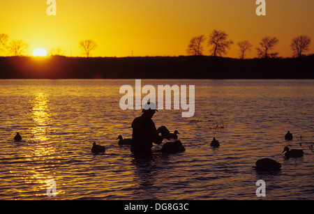 Un cacciatore di anatre mette i nostri falsi bersagli su un lago a sunrise mentre la caccia di anatre vicino a Austin in Texas Foto Stock