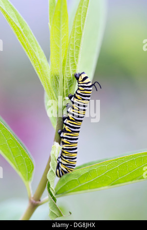 Farfalla monarca caterpillar (Danaus plexippus) sulla lamina Foto Stock