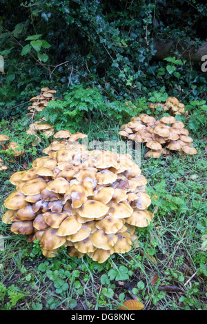 Funghi di Bosco: grandi mazzi di toadstools selvatici che crescono in ottobre/autunno Foto Stock