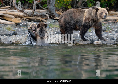 Orso grizzly Ursus arctos Primo anno cubs giocare combattimenti sulle rive di un fiume di salmoni Chilcotin deserto interno BC Canada Foto Stock