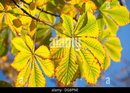 Foglie di autunno castagne il cielo blu Foto Stock