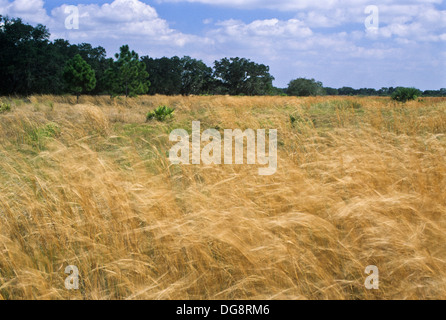 Prato panoramico paesaggio di tall golden campo in erba al vento in Florida, Stati Uniti d'America, ispiratrice Foto Stock