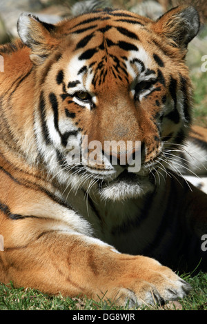 Una tigre di Amur anche chiamato la tigre siberiana. Cape May County Zoo, New Jersey, STATI UNITI D'AMERICA Foto Stock