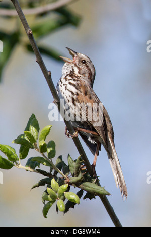 Passero canzone Canto.(Melospiza melodia).San Joaquin riserva,California Foto Stock