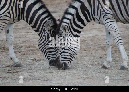 Il Damara zebra è un sub specie del Burchell's zebra, che è una sottospecie di pianura zebra. Foto Stock