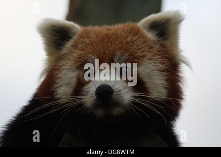 Guardando più come un Racoon rispetto a un Panda Gigante, i panda rosso colpisce la pelliccia di castagno, a folte, strisce di coda e un volto bianco. Foto Stock