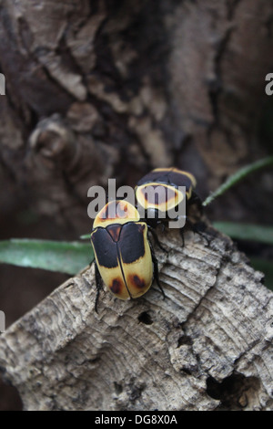 Questi coleotteri sono tra 2-5cm. Essi razza facilmente e il loro intero ciclo di vita dura solo 5-7 mesi. Foto Stock