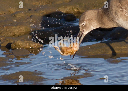 Willet snatchs un gambero in esso è bill-closeup (Catoptrophorus semipalmatus) Bolsa Chica Zone Umide,California Foto Stock