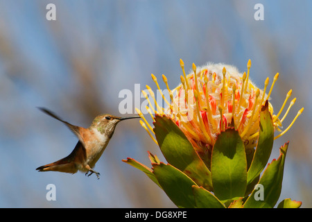 Allen Hummingbird alimentazione di un Protea fiore.(Selasporus sasin).Irvine, California Foto Stock