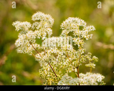 Olmaria, Filipendula ulmaria, che cresce su un prato alluvione a Ambleside, Lake District, UK. Foto Stock