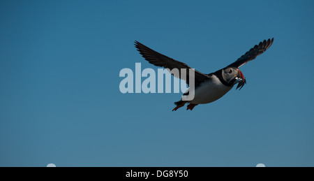 Atlantic puffin battenti con cicerelli nel suo becco Foto Stock