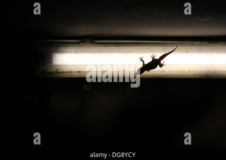 Lizard geco sulla striscia di luce di notte Foto Stock