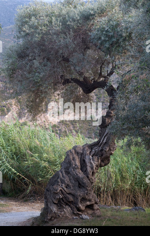 Antica nodose Ulivo si fermò sopra il fiume Guadalfeo in Orgive Alpujarra Granada Sierra Navada Monuntains Spagna meridionale Foto Stock