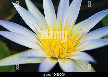 Blue Water lily Nymphaea caerulea sull'acqua close-up.Shallow DOF Foto Stock