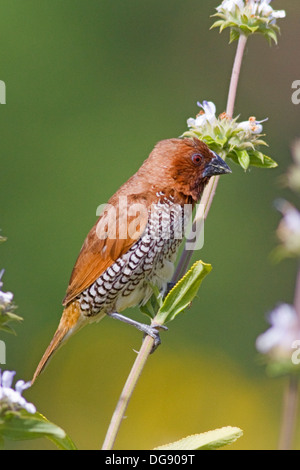 .La Noce Moscata Mannikin chiamato anche una spezia Finch, un uccello selvatici.(Lonchura punctulata).Irvine, California. Foto Stock