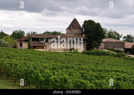 Vigneti di Sainte-Croix-du-Mont nella regione dei vini di Bordeaux di Francia Foto Stock